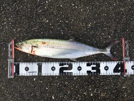 今年初太刀とサゴシ祭り